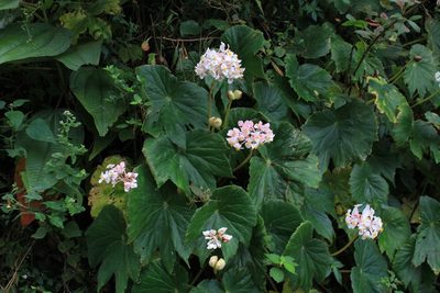 Begonia involucrata, photographed by Jake Rehage