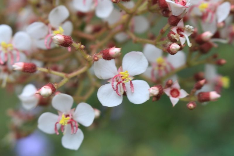 Heterocentron glandulosum, photographed by Jake Rehage
