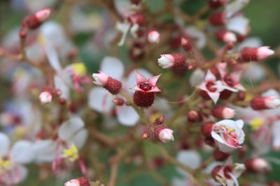 Heterocentron glandulosum, photographed by Jake Rehage