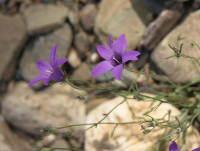 Campanula lusitanica, photographed by Oleg Kosterin