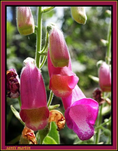 Digitalis thapsi, photographed by Santiago Martín-Bravo