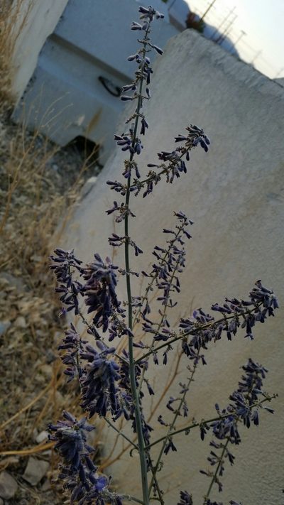 Salvia yangii, photographed by zookanthos