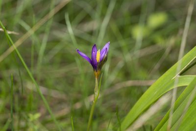 Romulea tempskyana, photographed by Eleftherios Katsillis