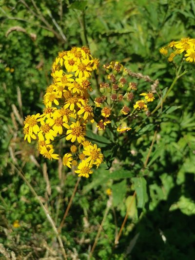 Senecio otites, photographed by Inao Vasquez