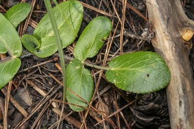 Opopanax hispidus, photographed by Eleftherios Katsillis