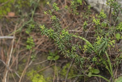 Hypericum empetrifolium, photographed by Eleftherios Katsillis