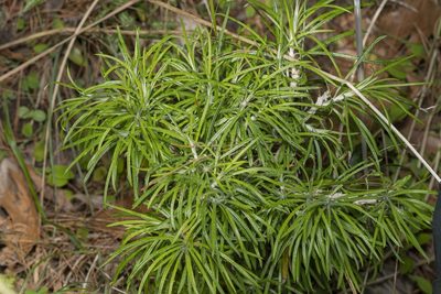 Ptilostemon chamaepeuce, photographed by Eleftherios Katsillis