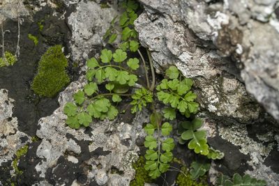 Cardamine graeca, photographed by Eleftherios Katsillis