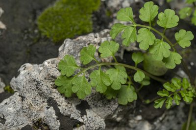 Cardamine graeca, photographed by Eleftherios Katsillis