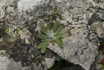 Rosularia serrata, photographed by Eleftherios Katsillis