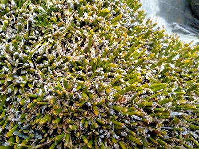Carmichaelia vexillata, photographed by John Barkla