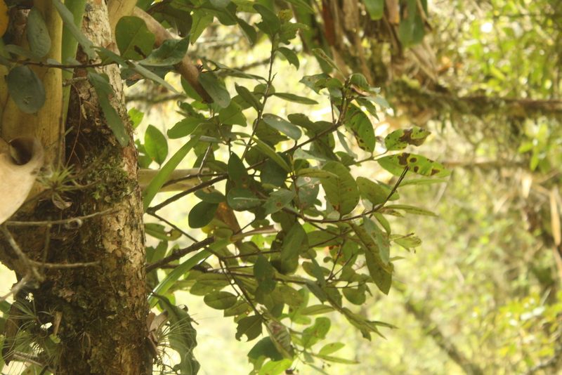 Myrcianthes rhopaloides, photographed by Andrés Ramírez-Barrera