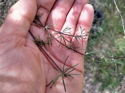 Olearia lineata, photographed by John Barkla