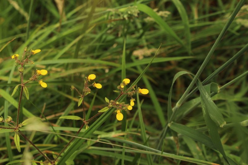 Calceolaria mexicana, photographed by Andrés Ramírez-Barrera