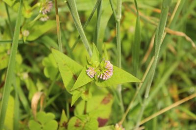 Persicaria nepalensis, photographed by Andrés Ramírez-Barrera