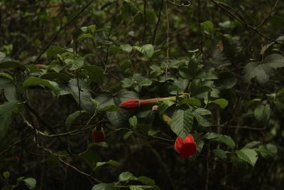 Passiflora mixta, photographed by Andrés Ramírez-Barrera