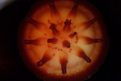 Rafflesia micropylora, photographed by Jan Vršovský