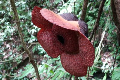 Rafflesia micropylora, photographed by Jan Vršovský