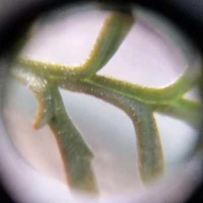 Salvia yangii, photographed by zookanthos