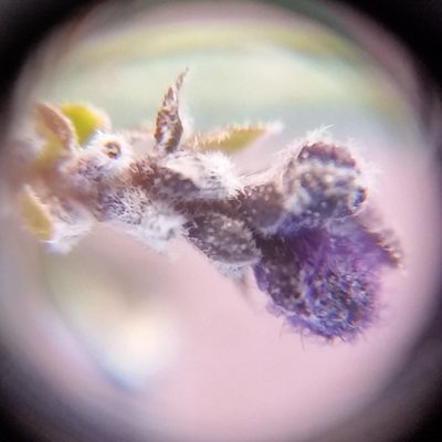 Salvia yangii, photographed by zookanthos