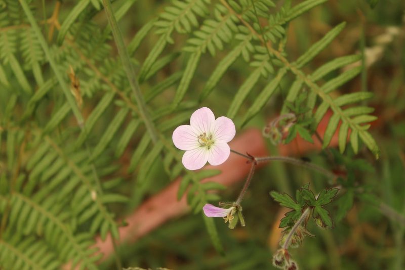Geranium holosericeum, photographed by Andrés Ramírez-Barrera