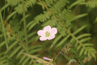 Geranium holosericeum, photographed by Andrés Ramírez-Barrera