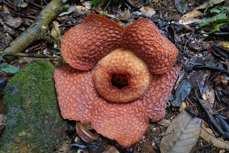 Rafflesia micropylora, photographed by Jan Vršovský