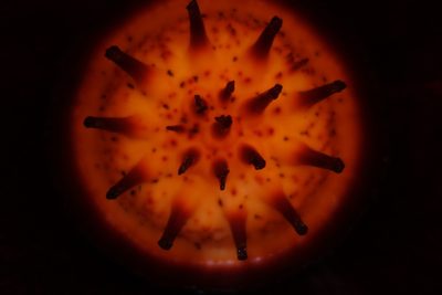 Rafflesia micropylora, photographed by Jan Vršovský