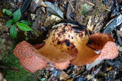 Rafflesia micropylora, photographed by Jan Vršovský