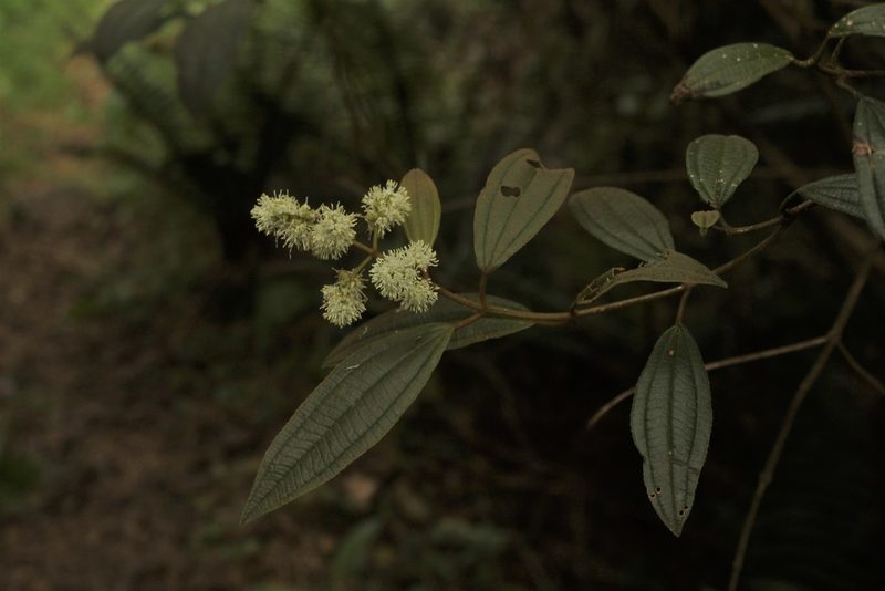 Miconia cataractae, photographed by Andrés Ramírez-Barrera