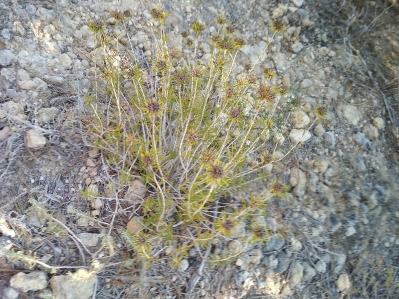 Teucrium carolipaui, photographed by Daniel Heras González