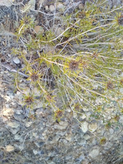 Teucrium carolipaui, photographed by Daniel Heras González