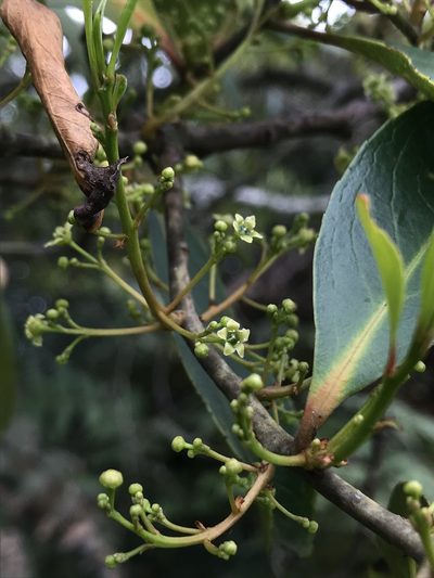 Maytenus laxiflora, photographed by Nicolás Baresch Uribe