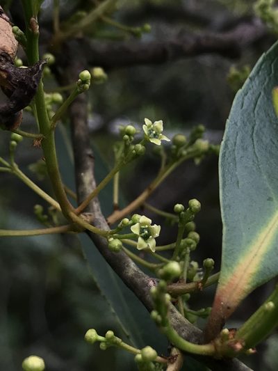 Maytenus laxiflora, photographed by Nicolás Baresch Uribe