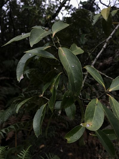 Maytenus laxiflora, photographed by Nicolás Baresch Uribe