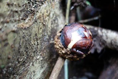 Rafflesia micropylora, photographed by Jan Vršovský