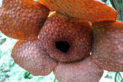 Rafflesia micropylora, photographed by Jan Vršovský