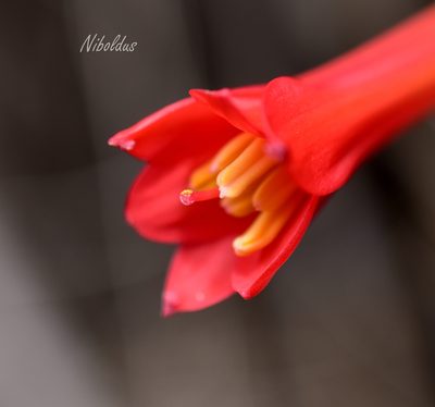Phycella australis, photographed by Nicolás Villaseca Merino