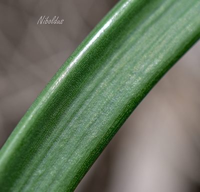 Phycella australis, photographed by Nicolás Villaseca Merino