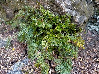 Asplenium richardii, photographed by John Barkla