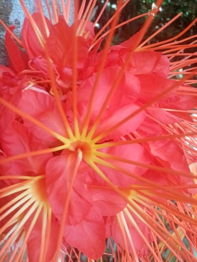 Brownea macrophylla, photographed by Mateo Puerta