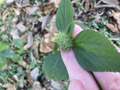 Acalypha arvensis, photographed by Jade Fortnash