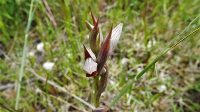 Serapias parviflora, photographed by João Gonçalves