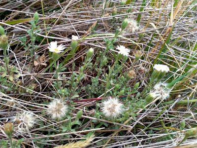 Vittadinia australis, photographed by John Barkla