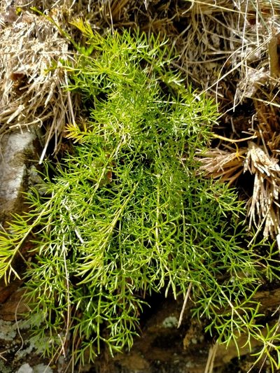 Anisotome brevistylis, photographed by John Barkla