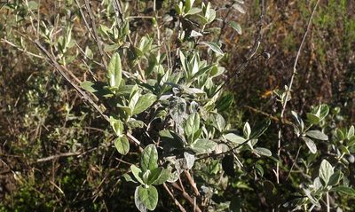 Teucrium fruticans, photographed by João Gonçalves