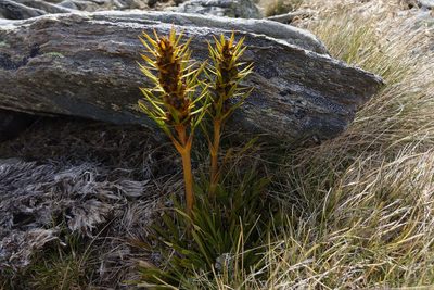 Aciphylla hectori, photographed by John Barkla