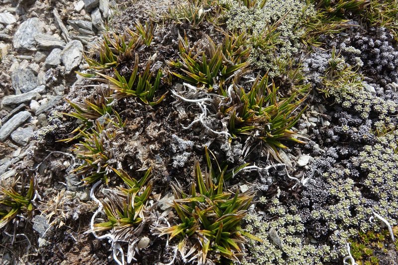Carex pterocarpa, photographed by John Barkla
