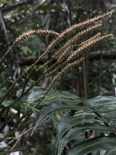 Diphasium jussiaei, photographed by Nicolás Baresch Uribe