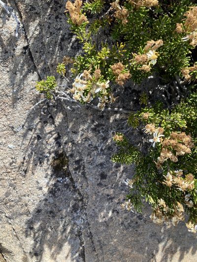 Olearia ledifolia, photographed by krumpianking